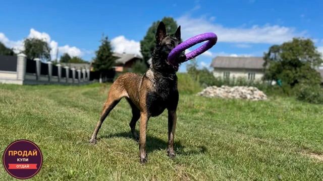 Питомник TEAM ZDERA предлагает щенков малинуа!