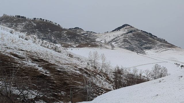 АЛТАЙСКИЕ МАРАЛЫ: КИЛОГРАММ СЕРЕБРА ЗА КИЛОГРАММ РОГО