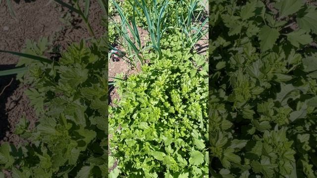 обзор дачи 23.05.25