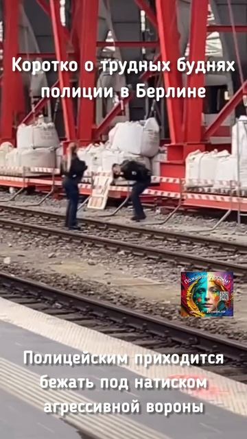 Даже вороны в Берлине знает, что полиция работает спустя рукава. хорошего вам настроения!❤️
