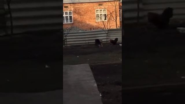 Деревенские разборки