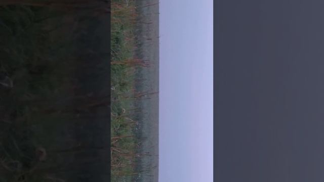 Перелет гуся с озера к местам кормежки