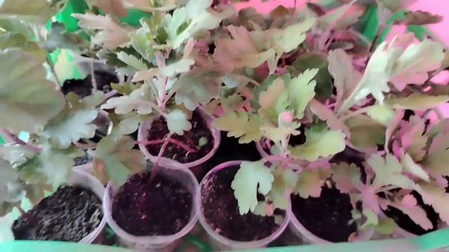 Хризантемы - упаковка в посылку!