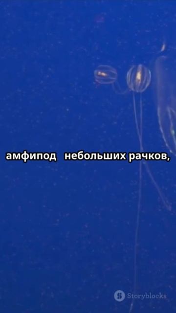 3 секрета Марианской впадины...