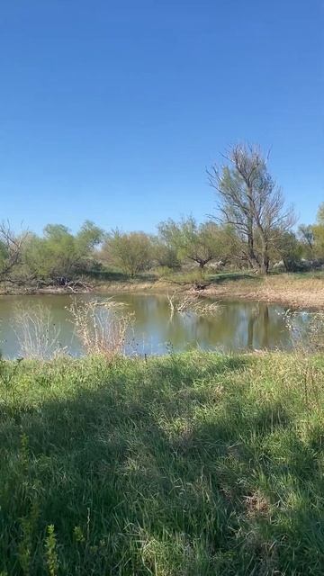 Лягушки поют!Озеро! Канал ДОЧКИ-МАТЕРИ.#природа