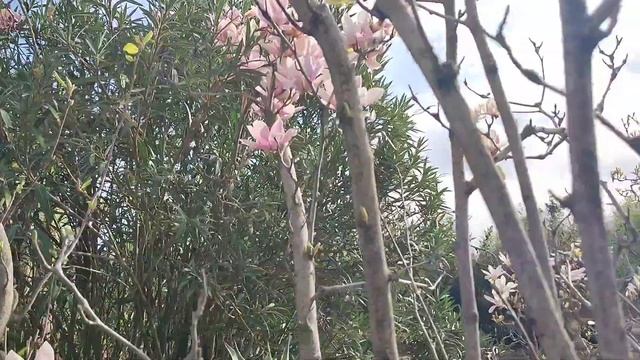 Парк Южные культуры. Сочи (Сириус) 2025