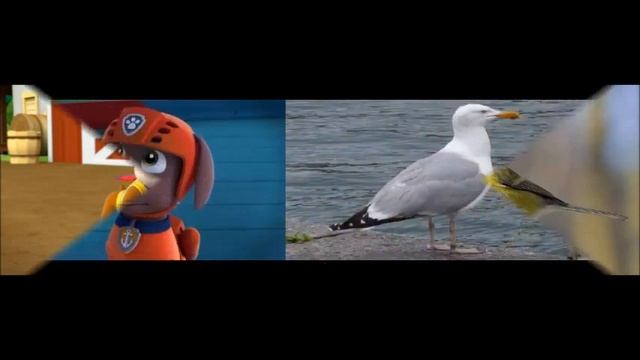 Щенячий патруль если бы щенки были птицами