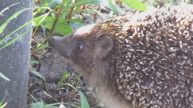 ЁЖ у нас на даче