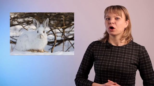 20   Літературне читання  2 клас Цікавий факт