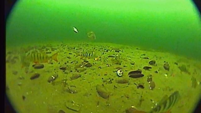 Поиграл с окунями на 15 м) Гусиное озеро)