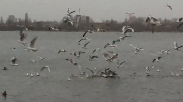 Киев Озеро февраль. Kyiv Lake February