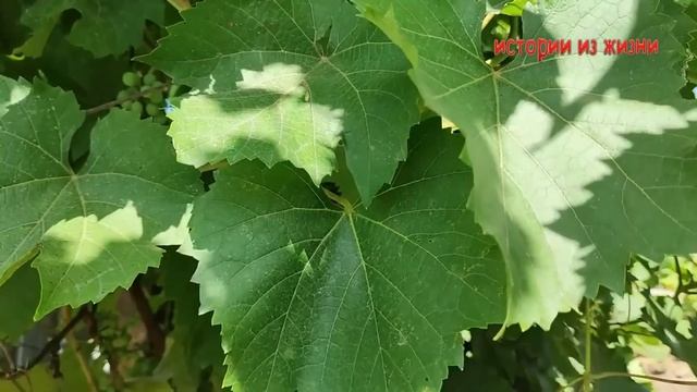 САМ РЕШАЙ СЫНОК ЧТО БУДЕТ В ОЗЕРЕ  - Аудио Рассказ