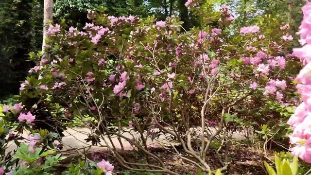 Я снова возвращаюсь туда! Ботанический сад Мюнхен - Ни?