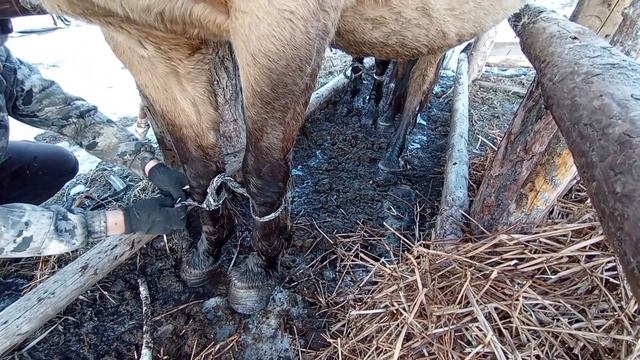 Стреножем табун! Клещи атакуют...