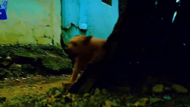 Собака спала им жизнь #фильм #онлайн #фильмы #комедия #д