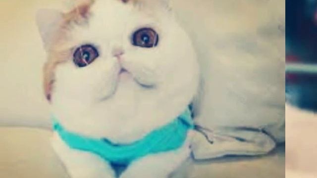Мой кот любит хип-хоп!!