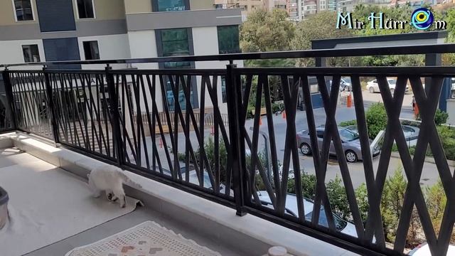 Из кафе перетекли на балкон. Искупалась блин!   Пушисты