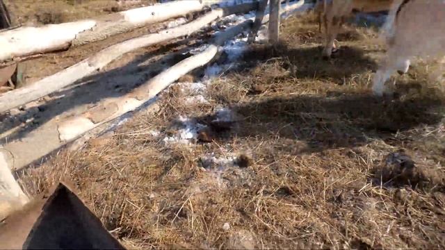 1 бык переел и лежит стонет, Гаврюша пьёт воду. Осемене?