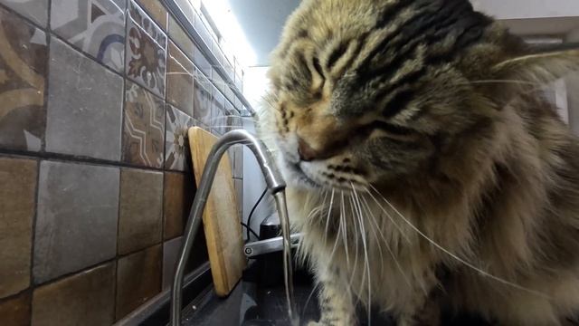 Котик не пил неделю