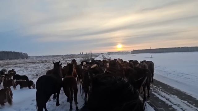 Жеребчики палторашки как селёдка в расколе. Пегий Жер?