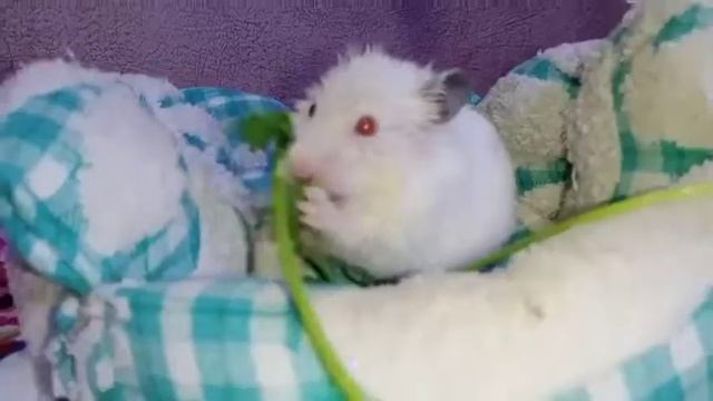 Факты о Моте, ответ вопрос