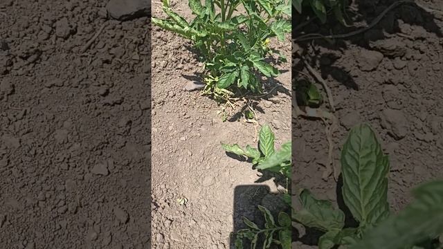 134. Надеюсь вам слышно. Галушки с мясом