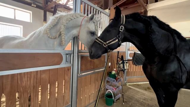 Красота и Грация