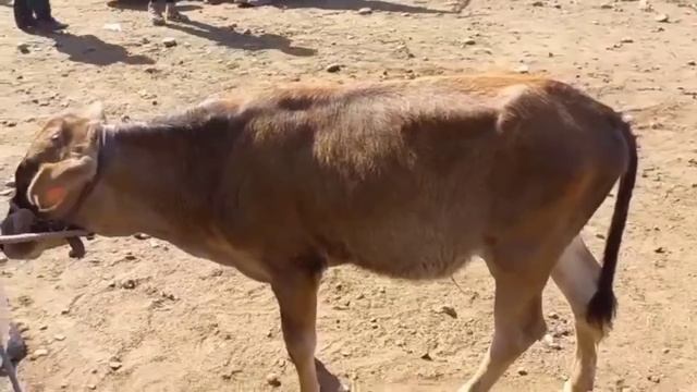 7.07.24 БЕХТАРИН НАВОР АЗ МОЛБОЗОРИ НОХИЯЙ КУМСАНГИН,,, ТА