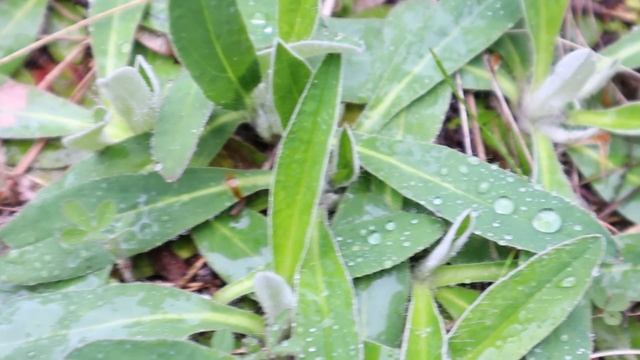 Дощик накрапає - гриб зростає! Ліс оживає - маслюк підр?