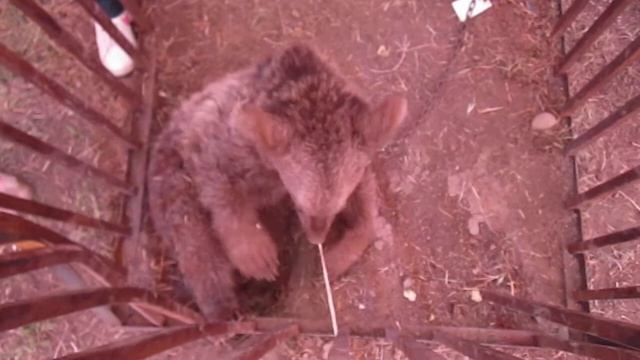 медвеженок