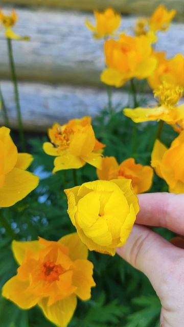 Купальница Флоранс