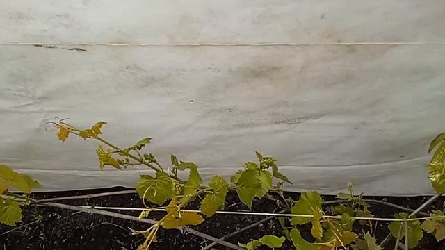 Укрываю виноград. Заморозки Кузбасс Сибирь