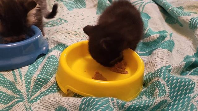 B49744ed384464400056338038d08f5e