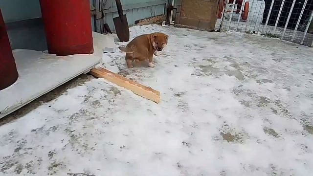 щенки сиба-ину.