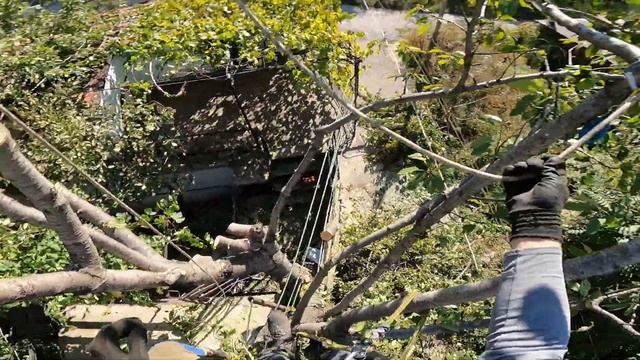 Режем череши в къща - T540i XP  MS194T MS261 550XP DCS-2500T