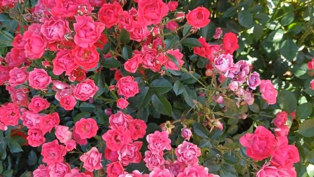 Красавица роза Скарлет Меяндекор!