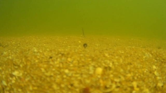 Первые впечатления от Water Wolf Underwater Fishing Camera 2 0 1080P  Бердя