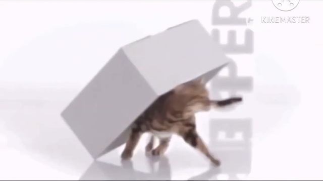 0d63ccac05c8052af93ae011175d5209