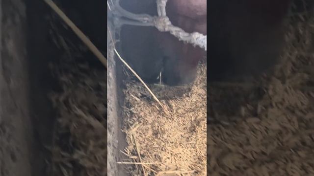 АППЕТИТ тәбеті шүкір #аппетит #көкпар #horse #horse