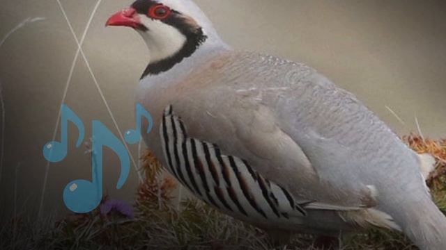 24938fdc4f11b3d9d0c2f574b303c3cc