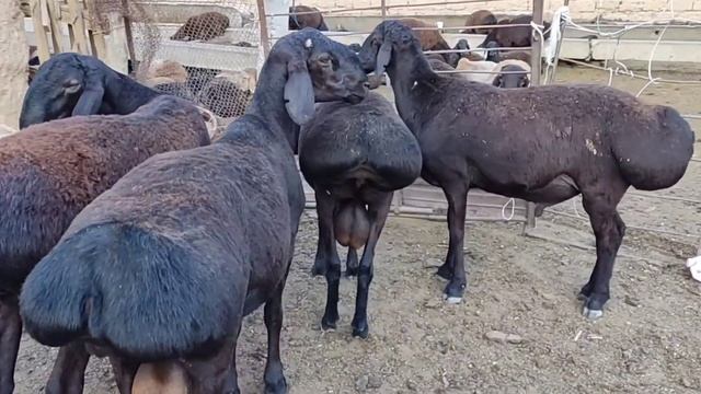 Гиссар Авган 2 тиш кочкорлор са-т 🧐📞📲+996770432339