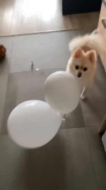 Воздушные Шары - любимая Игрушка 🙃