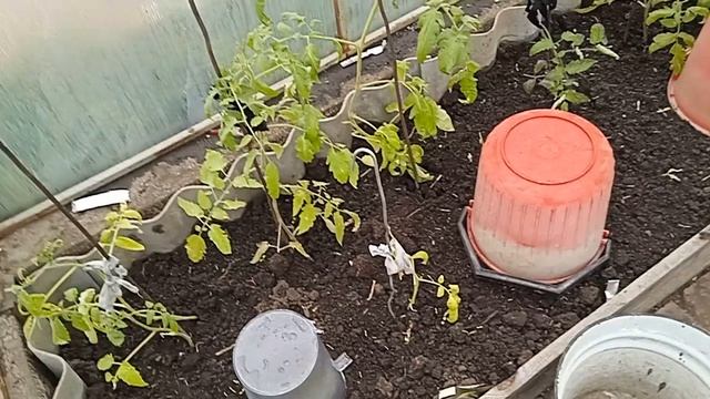 Виноград 28 мая заморозки как перенёс.