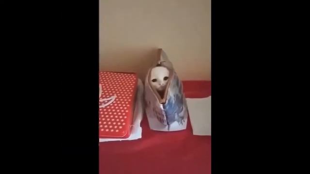 СМЕШНЫЕ КОТЫ И КОШКИ 2017 Постарайся не рассмеяться ТОП ПРИКОЛЫ