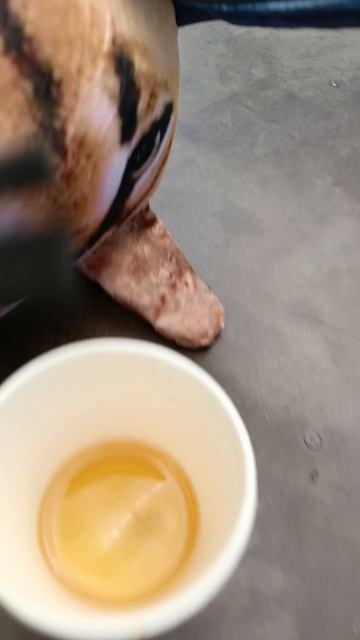 Купил кота Шлепу