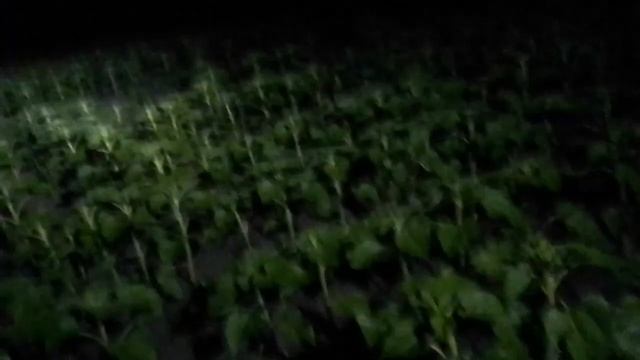 20.06.23🌻 LG-50480 🌻 інсектицид 0,2🐛+Фунгіцид0.6+бор0.5+карбом?