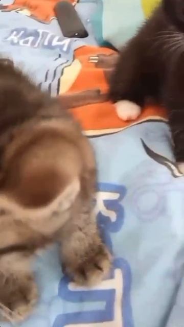 Котята Алина