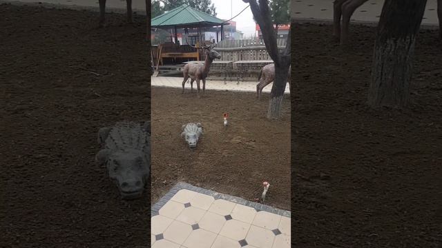 Укладка тротуарной плитки усто Бахтиёр