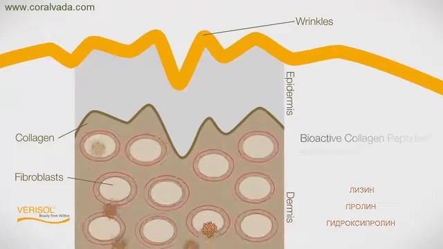 Протеиновые коктейли Дейли Делишес Бьюти Шейк с колла