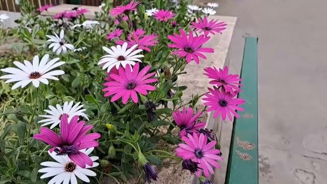 Шью новую папочку. Финиш Стони Крик. Покупки тканей. Пэ